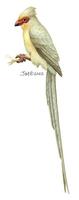 Image of: urocolius indicus (red-faced mousebird)