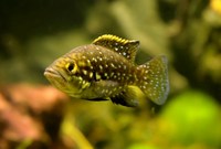 Paratilapia polleni