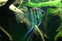 Pterophyllum scalare - Black Angelfish