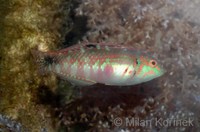 Halichoeres nebulosus - Clouded Rainbow Fish