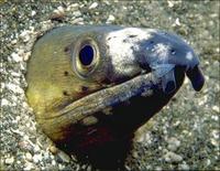 Image of: Ophichthidae (snake eels and worm eels)