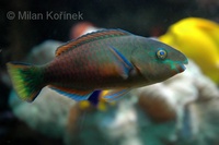 Scarus psittacus - Batavian Parrotfish