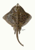 Image of: Raja eglanteria (clearnose skate)