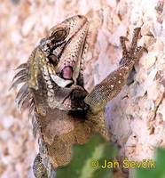 Iguana iguana - Common Green Iguana