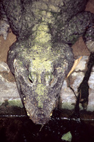 Alligator sinensis - Chinese Alligator