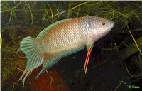 Macropodus erythropterus