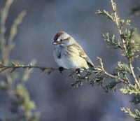 American Tree Sparrow - Spizella arborea