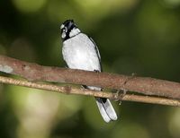 White-naped Monarch - Monarcha pileatus