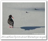 African Oystercatcher - Haematopus moquini