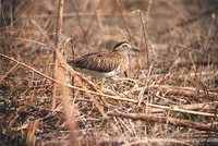 Double-striped Thick-knee - Burhinus bistriatus