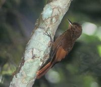 Tawny-winged Woodcreeper (Dendrocincla anabatina) photo