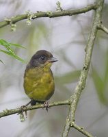 Tricolored Brush-Finch (Atlapetes tricolor) photo