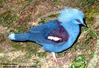 Western Crowned-Pigeon - Goura cristata