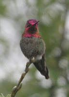 Anna's Hummingbird - Calypte anna