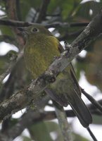 Olivaceous Piha - Snowornis cryptolophus