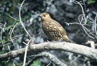 Tristan Thrush - Nesocichla eremita