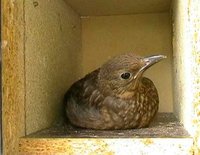 Eurasian Blackbird - Turdus merula