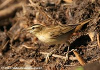 Sedge Warbler - Acrocephalus schoenobaenus