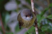 Pale-yellow Robin - Tregellasia capito