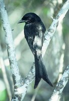 Aldabra Drongo - Dicrurus aldabranus