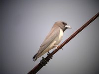 White-breasted Woodswallow - Artamus leucorynchus