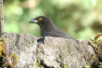 Brown Jay - Cyanocorax morio