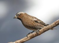 Gray-crowned Rosy-Finch - Leucosticte tephrocotis