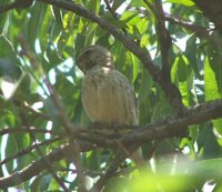 Black-throated Canary - Serinus atrogularis