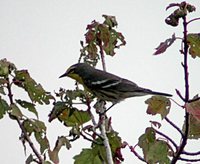 Grace's Warbler - Dendroica graciae