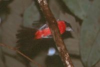 Rose-breasted Chat - Granatellus pelzelni