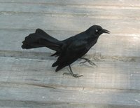 Greater Antillean Grackle - Quiscalus niger