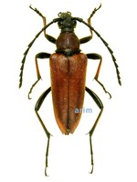 붉은산꽃하늘소 - Corymbia rubra