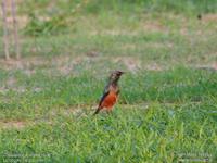 Chestnut-bellied Starling ?? Jean-Marc Rabby