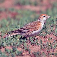 White-winged Lark