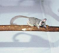 South African Galago (Galago moholi) - Mohol Bushbaby