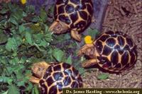 Star Tortoise, Geochelone elegans