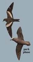 Matsudaira's Storm-Petrel Oceanodroma matsudairae