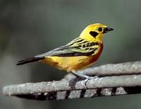 * Golden Tanager