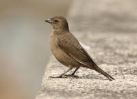 Shiny Cowbird: female