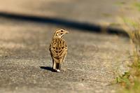 Lark Sparrow