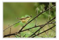 Ashy Prinia (Wren-warbler)