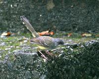 Bar-winged Prinia (Prinia familiaris)