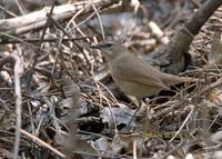 Siberian rubythroat C20D 03488.jpg