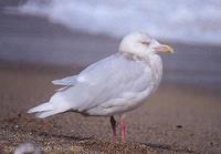 흰갈매기 (Glaucous Gull) Larus hyperboreus