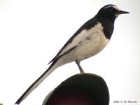 Japanese Wagtail Motacilla grandis 검은등할미새