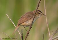 Black-Browed Reed Wabler Acrocephalus bistrigiceps 쇠개개비