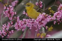 Orchard Oriole (female) - Ohio