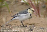 Fig. 8. White Wagtail : 알락할미새