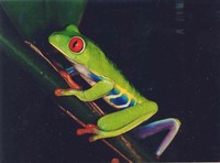 : Agalychnis callidryas; Red-eyed Tree Frog