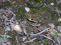 : Alytes maurus
